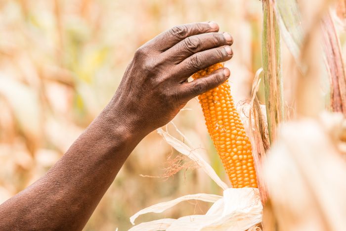 A ripe maize cob held in a farmer's hand.