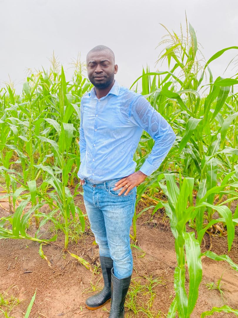 A farmer standing among maize plants in full leaf.