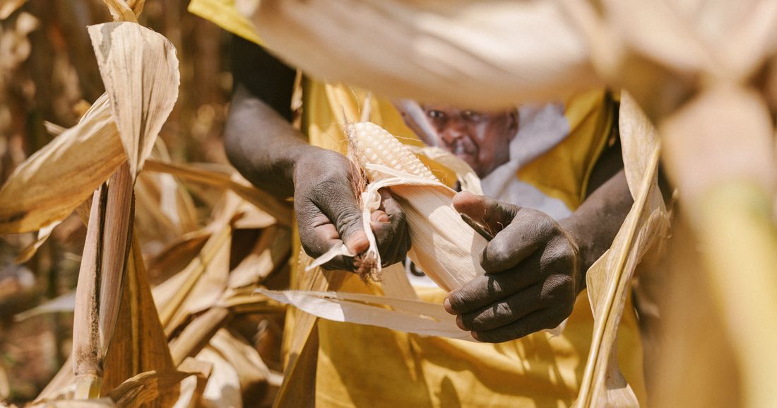 Hands stripping the husk from a dried maize cob at harvest.