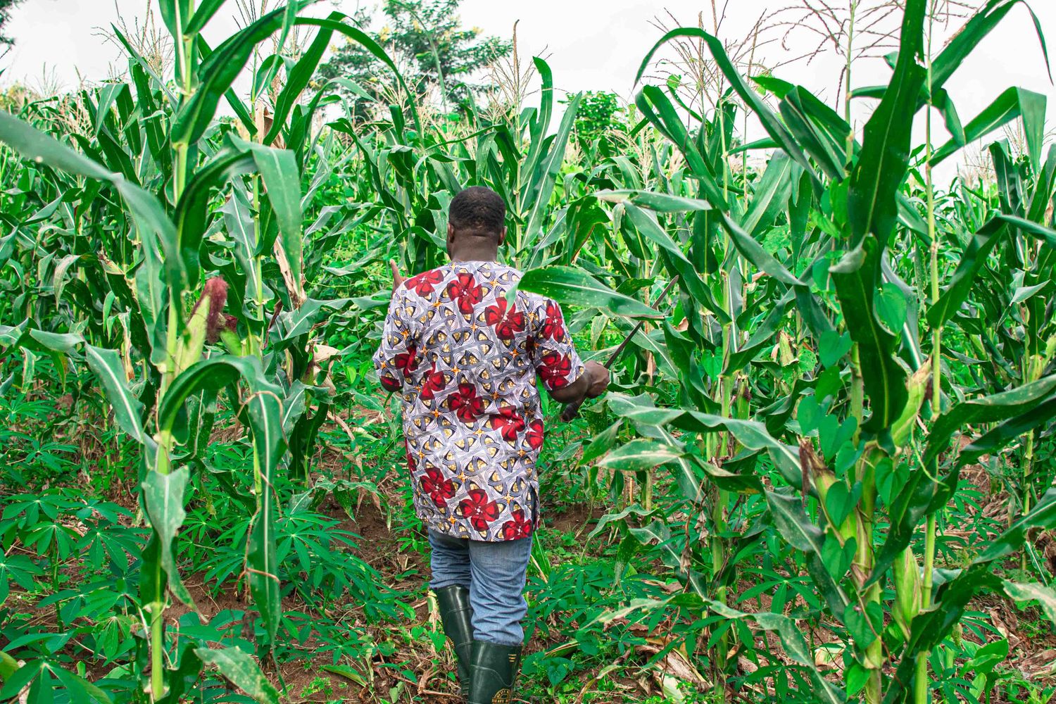 A farmer walking between rows of maize on a smallholder plot.