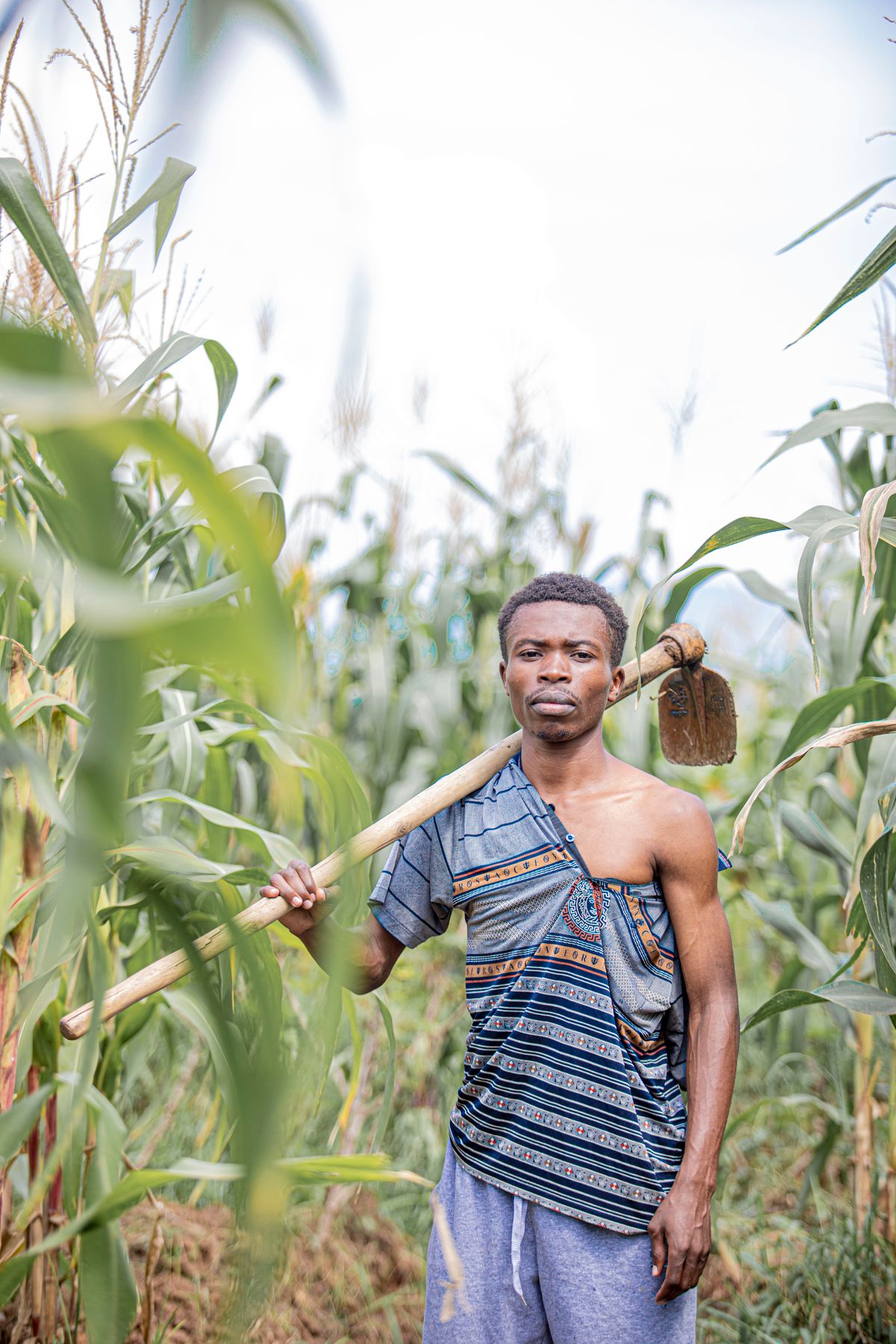 A maize farm in full leaf, rows of healthy plants stretching across the field.